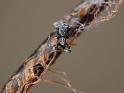 Uloborus_congregabilis_D6526_Z_88_Brisbane_Australie