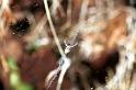 Uloborus_congregabilis_RF0170_O_75_Oakey-Roma_Australie