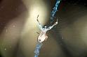 Uloborus_congregabilis_RF0171_O_75_Oakey-Roma_Australie