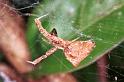 Uloborus_congregabilis_RF0235_O_75_Emerald-Clermont_Australie