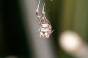Uloborus_plumipes_D4343_Z_84_Amsterdam_Nederland