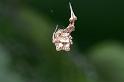 Uloborus_plumipes_D4344_Z_86_Amsterdam_Nederland