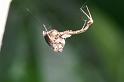 Uloborus_plumipes_D4345_Z_88_Amsterdam_Nederland