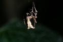 Uloborus_plumipes_D4346_Z_88_Amsterdam_Nederland