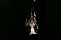 Uloborus_plumipes_D4347_Z_89_Amsterdam_Nederland