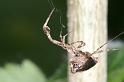 Uloborus_plumipes_D4349_Z_90_Amsterdam_Nederland