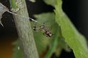 Uloborus_plumipes_D4353_Z_88_Badhoevedorp_Nederland