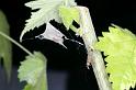 Uloborus_plumipes_D4354_Z_87_Badhoevedorp_Nederland