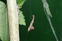 Uloborus_plumipes_D4355_Z_90_Badhoevedorp_Nederland
