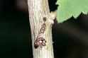 Uloborus_plumipes_D4356_Z_88_Badhoevedorp_Nederland