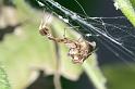 Uloborus_plumipes_D4357_Z_87_Badhoevedorp_Nederland