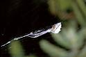 Uloborus_walckenaerius_P0642_Z_90_-_Frankrijk