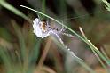 Uloborus_walckenaerius_P0643_Z_90_-_Frankrijk