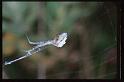 Uloborus_walckenaerius_RP0401_O_85_-_Frankrijk