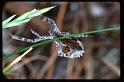 Uloborus_walckenaerius_RP0405_O_85_-_Frankrijk