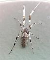 Zosis_geniculata_D6230_Z_87_Brisbane_Australie