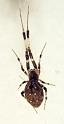Zosis_geniculata_D6330_Z_87_Brisbane_Australie