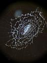 Zosis_geniculata_D6611_Z_88_Brisbane_Australie