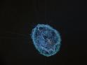Zosis_geniculata_D6613_Z_82_Brisbane_Australie