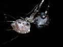 Zosis_geniculata_D6614_Z_90_Brisbane_Australie