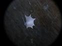 Zosis_geniculata_D6616_Z_85_Brisbane_Australie