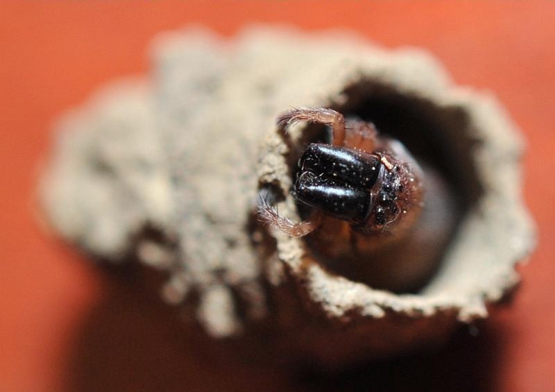Vespula_ZZXYX_D5230_Z_80_-_Nederland.jpg