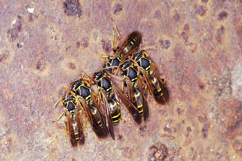 Vespula_ZZXYX_F2299_Z_90_Paponga_Nieuw-Zeeland.jpg
