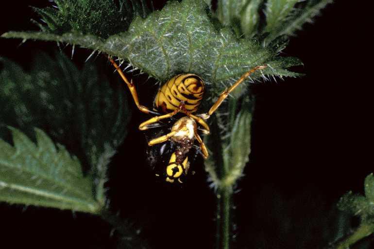 Vespula_rufa_P0874_Z_90_-_Frankrijk.jpg