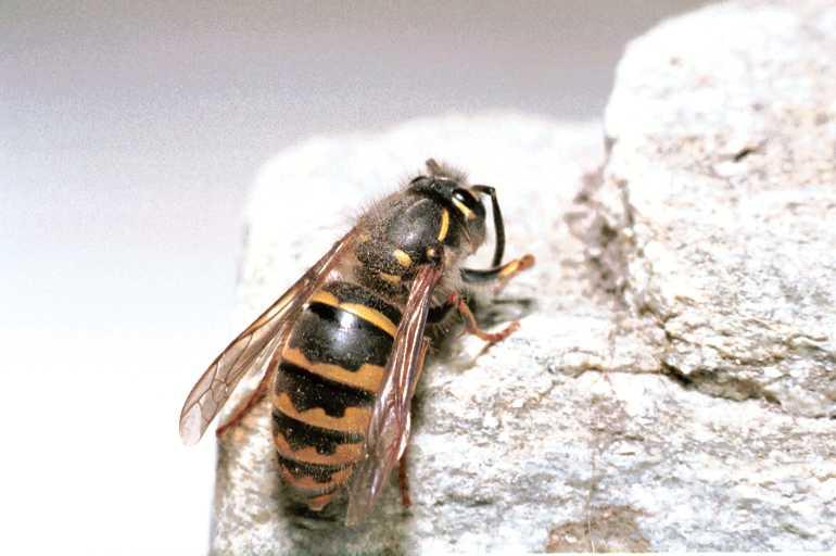 Vespula_vulgaris_F0419_O_90_-_Frankrijk.jpg