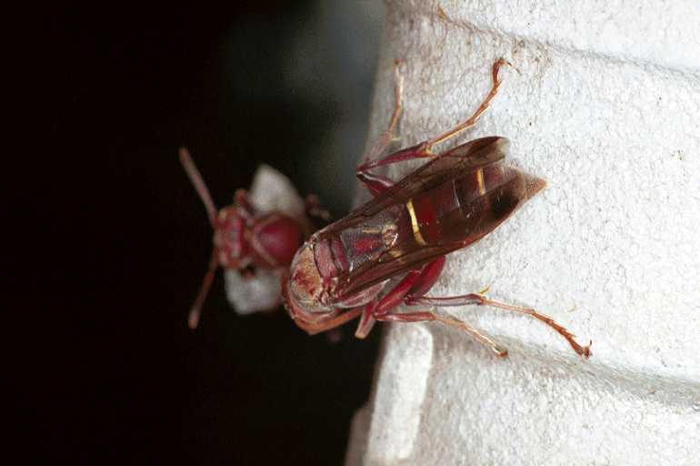 ZZ_ZZXYX_F0833_Z_82_Giru_Australie.jpg