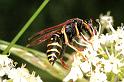 Polistus_gallicus_F0422_O_90_-_Frankrijk
