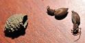 Vespula_ZZXYX_D5228_Z_80_-_Nederland