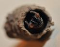 Vespula_ZZXYX_D5231_Z_80_-_Nederland
