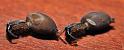 Vespula_ZZXYX_D5234_Z_80_-_Nederland