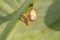 Vespula_ZZXYX_D5384_Z_89_Giru_Australie
