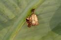 Vespula_ZZXYX_D5385_Z_88_Giru_Australie