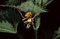 Vespula_rufa_P0874_Z_90_-_Frankrijk