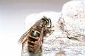 Vespula_vulgaris_F0419_O_90_-_Frankrijk
