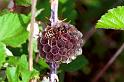 ZZ_ZZXYX_F1041_Z_80_Soube_Frankrijk