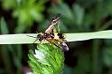 ZZ_ZZXYX_F1042_O_75_Soube_Frankrijk