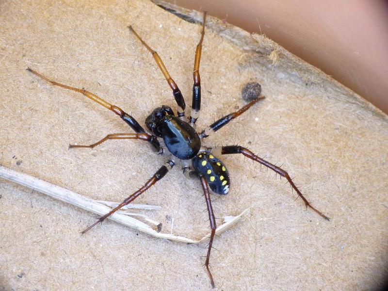 Habronestes_hunti_D6593_Z_90_Brisbane_Australie.jpg