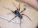 Habronestes_hunti_D6593_Z_90_Brisbane_Australie