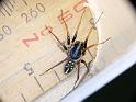 Habronestes_hunti_D6595_Z_89_Brisbane_Australie