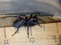 Storosa_obscura_D6296_Z_88_Brisbane_Australie