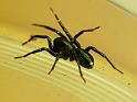 Storosa_obscura_D6937_Z_87_Brisbane_Australie