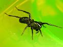 Storosa_obscura_D6938_Z_88_Brisbane_Australie
