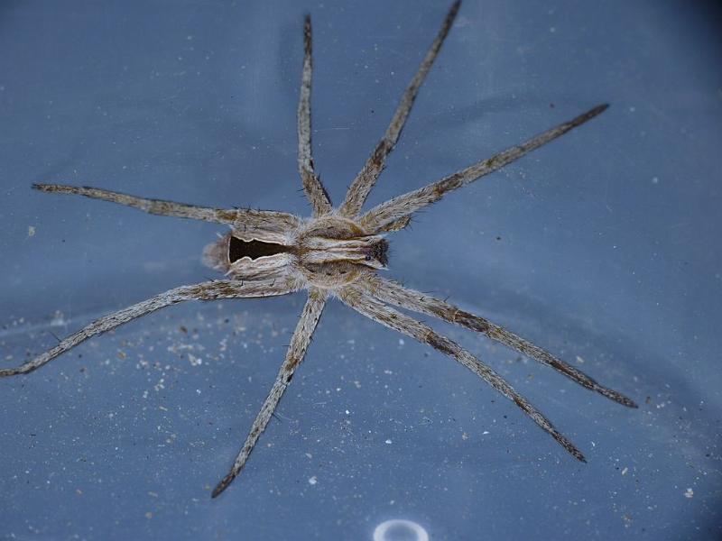 Argoctenus_ZZ476_D6376_Z_90_Brisbane_Australie.jpg