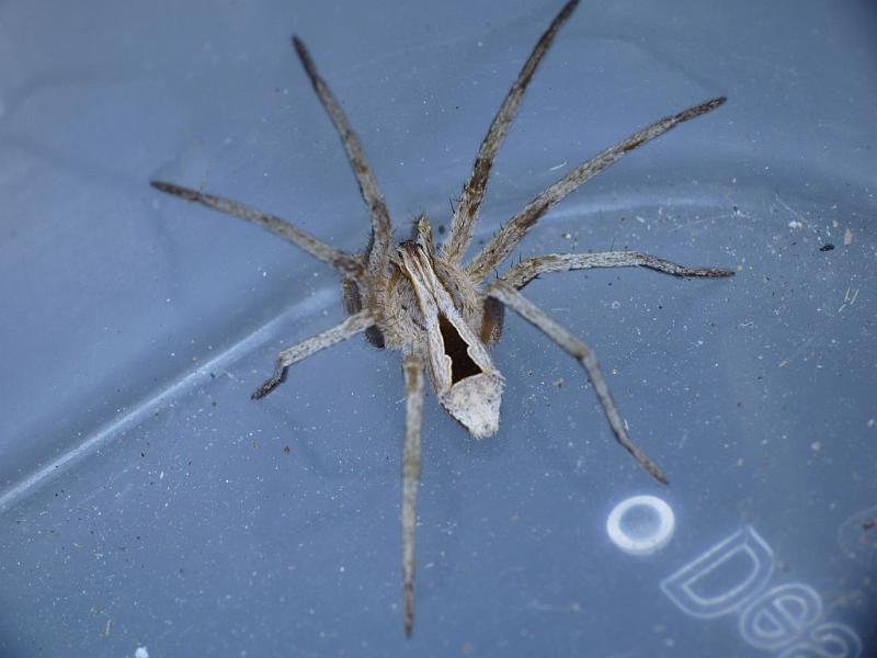 Argoctenus_ZZ476_D6377_Z_89_Brisbane_Australie.jpg