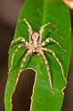 Argoctenus_ZZ287_D2786_Z_86_-_Australie