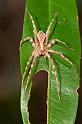 Argoctenus_ZZ287_D2788_Z_88_-_Australie